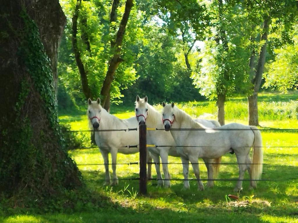 Maison De Campagne Au Coeur D'Un Elevage De Poneys Connemara Le Landreau Exterior foto